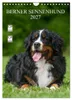 Berner Sennenhund 2027 (Wandkalender 2027 DIN A4 hoch), Produktbild-Vorschau 16