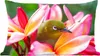 MuchoWow® Zierkissen Sofakissen Wohnzimmer Dekokissen 60x40 Produktbild-Vorschau 1