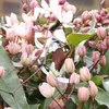 Clematis armandii Apple Blossom (sempreverde e resistente) Anteprima dell’immagine prodotto 5