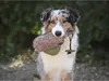 Farm-Land Hunde Dummy Ente mit Kunstfell 300g Produktbild-Vorschau 3