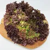 Pflücksalat Lollo rossa Samen - Lactuca sativa - Produktbild-Vorschau 3