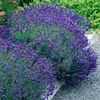 Levandule (Lavandula angustifolia) Hidcote, mrazuvzdorná, Náhled obrázku produktu 5