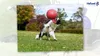 Jolly Ball piłka do zabawy dla koni lub psów - 25 cm Podgląd zdjęcia produktu 6
