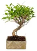 Bonsai fürs Zimmer - in moderner Trendkeramik - Produktbild-Vorschau 2