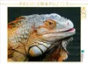 CALVENDO Puzzle Grüner Leguan | 1000 Teile Lege-Größe Produktbild-Vorschau 2