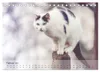 Katzen 2027 Bezaubernde Samtpfoten (Tischkalender 2027 DIN Produktbild-Vorschau 5