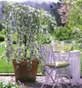 Zierapfelbaum ´FONTANA´ auf Stamm 80 cm, Cont. 5 l Produktbild-Vorschau 1