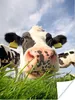MuchoWow® Poster Kuh - Bauernhof - Gras - Tiere 120x160 cm Produktbild-Vorschau 1