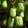 A close-up of several small, green, oval-shaped fruits hanging from a branch. Produktbild-Vorschau