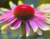 Stauden Gänge 1 x Echinacea purpurea 'Green Twister' - Bunt Produktbild-Vorschau 4