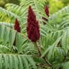 Rhus typhina, fluweelboom, hoogte 80 cm, pot van 2 liter Productafbeelding-voorbeeld 5