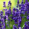 Stauden Gänge 3 x Lavandula angustifolia 'Essence Purple' - Produktbild-Vorschau 2