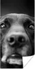 MuchoWow® Poster Tierprofil Labrador Hund in schwarz und Produktbild-Vorschau 1