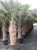 Palme Hanfpalme Trachycarpus Fortunei Gesamthöhe ca. 200cm Produktbild-Vorschau 2