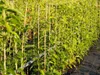 Bayernkiwi männliche Befruchterpflanze - Actinidia arguta Produktbild-Vorschau 2