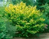 Corylus avellana, Haselnuss, 60–100 cm Produktbild-Vorschau 9