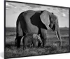 MuchoWow® Gerahmtes Poster Mutter und Baby Elefant durch Produktbild-Vorschau 1