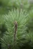 A close-up view of a pine tree branch with needles and a developing cone. Produktbild-Vorschau