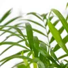 Chamaedorea elegans, detta anche "palma da montagna", Anteprima dell’immagine prodotto 5