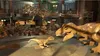 A scene from a video game, likely Lego Jurassic World, featuring Lego dinosaur figures in a museum-like setting with dinosaur skeletons in the background. Náhled obrázku produktu