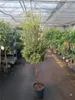Callistemon Captain Cook, een compacte struik van 180-200 Productafbeelding-voorbeeld 1