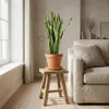Bloomique - Sansevieria Laurentii - Język teściowej - Podgląd zdjęcia produktu 2