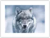 Poster - Poster ohne Rahmen - Wolf Raubtier Wildheit - Produktbild-Vorschau 1