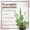 Aquarium Pflanze Aquariumpflanze Hygrophila pinnatifida Produktbild-Vorschau 2