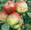 Several apples are growing on a tree branch, surrounded by green leaves. Produktbild-Vorschau