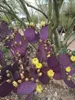 Semena Opuntia Santarita - balení 5 ks - Semena kaktusu - Náhled obrázku produktu 8