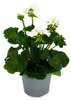 Pelargonie vzpřímená – Pelargonium zonale – 12cm květináč – Náhled obrázku produktu 2