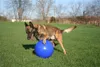 Jolly speelgoed voor honden, type "Push-n-Play", kleur Productafbeelding-voorbeeld 5