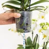 Orchidées Colibri | ensemble d'orchidées blanches dans un Voir les images du produit 5