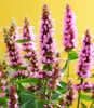 BALDUR Garten 2x Agastache 'Beelicious® Pink', Pflanzen im Produktbild-Vorschau 2