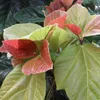 Figuier à oreilles d'éléphant (Ficus auriculata)  - 20 Voir les images du produit 1