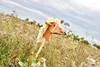 Hobby Horse Steckenpferd "Haflinger" ohne Rollen Produktbild-Vorschau 4