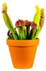 Gardners Sarracenia mix, priemer 9 cm Náhľad obrázku produktu 1