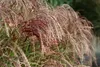 Stauden Gänge 1 x Miscanthus sinensis 'Red Cloud®' im 1 Produktbild-Vorschau 4