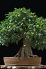 Garten Lux Premium Bonsai Substrat–6L 4-Komponenten Bonsai Produktbild-Vorschau 3