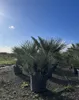 Sunny Tree - Palme- Chamaerops Humilis Cerifera - Produktbild-Vorschau 5