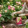 Langzeitdünger für Rosen 850 g effizient Produktbild-Vorschau 7