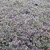 6 x Fiederpolster  - Leptinella squalida 'Platt's Black'  | Produktbild-Vorschau 2
