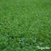Microclover Rasensamen 200 g für 100 m² – Reines Produktbild-Vorschau 4