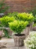 Juniperus horizontalis 'Limeglow', Kriech-Wacholder, Produktbild-Vorschau 2