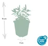 Plantes couvre-sol - Millepertuis commun - Hypericum Voir les images du produit 3