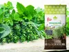 -Erde für Kräuter und Gemüse - 10l - Organisch - Produktbild-Vorschau 3