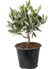 Bloomique - Olea Europaea - Olivenbaum Echt - Produktbild-Vorschau 1
