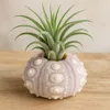 Seeigelgehäuse Sputnik 5-7 cm echt Phyllacanthus imperialis Produktbild-Vorschau 1