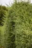 Ligustrum vulgare, Gewöhnlicher Liguster, 125–150 cm Produktbild-Vorschau 2