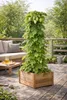 Pianta di luppolo Humulus lupulus 40–60 cm – Luppolo vero, Anteprima dell’immagine prodotto 4